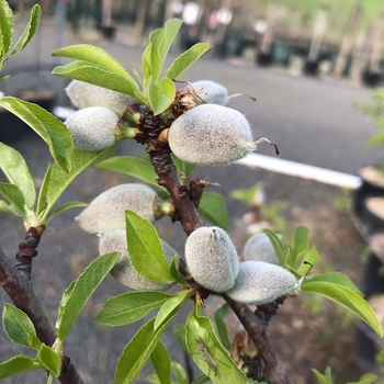 Almond - Almond All-In-One Almond - Almond All-In-One
