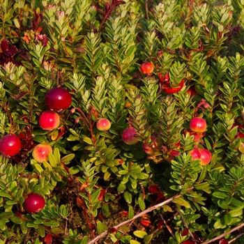 Cranberry - Cranberry Pilgrim Cranberry - Cranberry Pilgrim