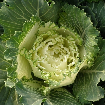 Kale - Kale Osaka White