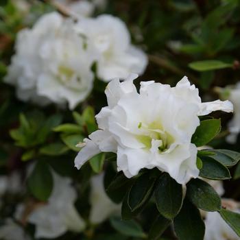 Rhododendron Satsuki hybrid - 'Gumpo White' Azalea