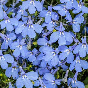 Lobelia erinus - Laguna&reg; 'Royale Azure'