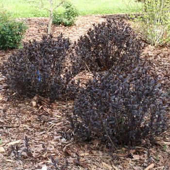 Diervilla - Kodiak Jet Black&reg;' Bush Honeysuckle