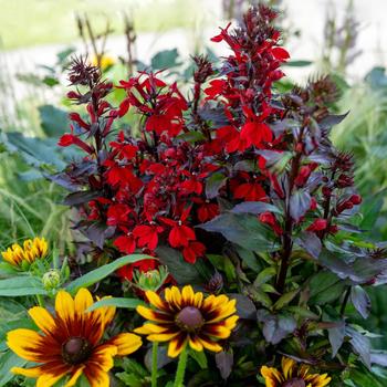 Lobelia x speciosa - Fan&reg; Scarlet Compact Cardinal Flower