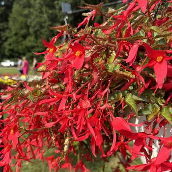 Begonia boliviensis - Waterfalls&reg; 'Encanto Pink'