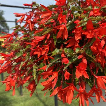 Begonia boliviensis - Waterfall&reg; 'Encanto Orange'
