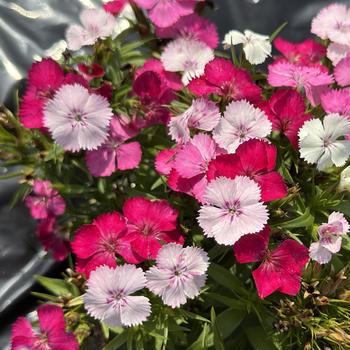 Dianthus barbatus (Sweet William) - Dart&trade; Pink Magician
