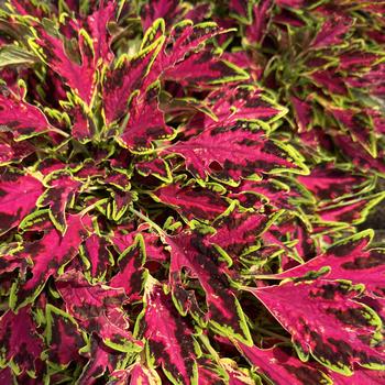 Coleus scutellarioides - Coleus TerraScape™ 'All That Lava'