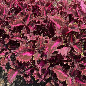 Coleus scutellarioides - Coleus TerraScape™ 'Pink Ribbons'