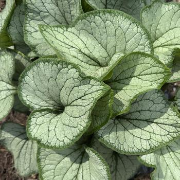 Brunnera macrophylla - 'Frostbite' Forget-Me-Not