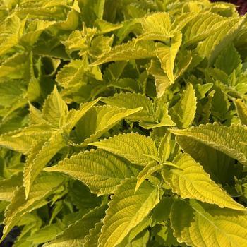 coleus scutellarioides - ColorBlaze&reg; 'Lime Time&trade;'