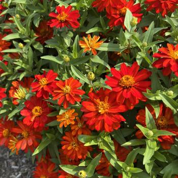 Zinnia - Profusion 'Fire'
