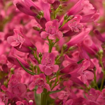 Penstemon - Rock Candy&reg; Pink Improved
