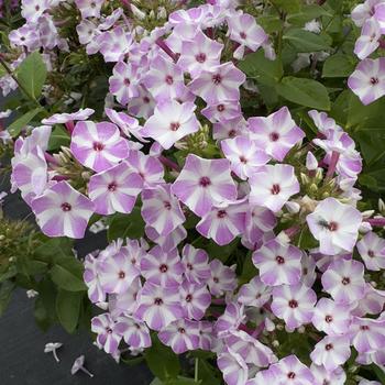 Phlox paniculata (Garden Phlox) - Flame&trade; Lilac Star