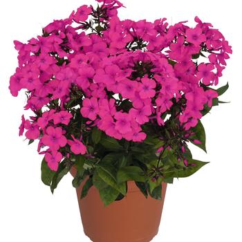 Phlox paniculata (Garden Phlox) - Flame&trade; Pro Cerise