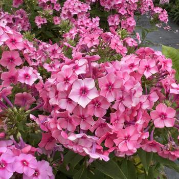 Phlox paniculata (Garden Phlox) - Flame&trade; Pink