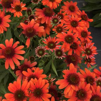 Echinacea purpurea (Coneflower) - SunMagic&reg; 'Vintage Electric Orange' 