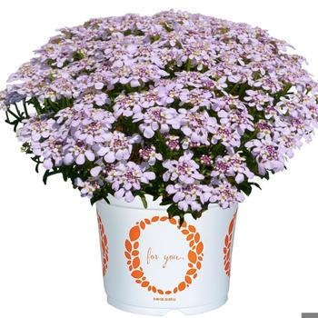 Iberis - 'Candy Sorbet' Candytuft