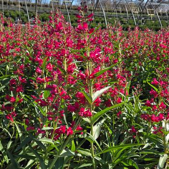 Penstemon barbatus - 'Pristine Deep Rose' Beardtongue