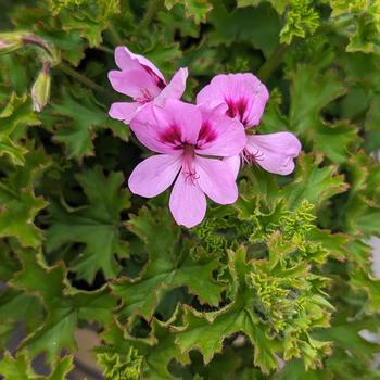 Pelargonium crispum - 'Lemona' Lemon Scented Geranium
