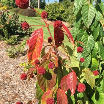 Cephalanthus occidentalis - Crimson Comet&trade; Button Bush