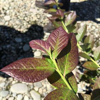Vaccinium corymbosum - Cabernet Splash&trade;' Blueberry
