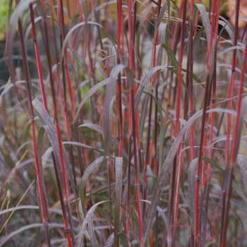 Andropogon gerardii - 'Holy Smoke' Big Bluestem