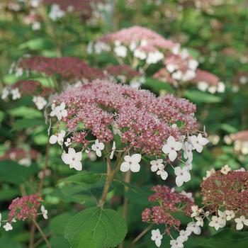 Hydrangea arborescens - 'Pinky Pollen Ring&trade;' Smooth Hydrangea