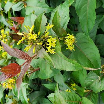 Diervilla rivularis - 'Ru-Bee Wren'