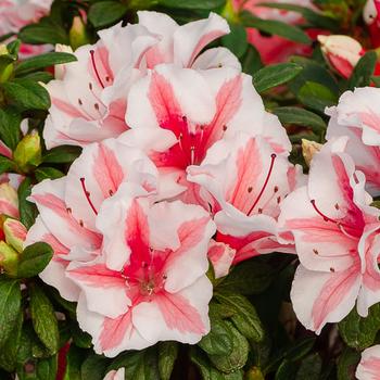 Rhododendron (Azalea) - Encore&reg; 'Autumn Starburst&reg;'