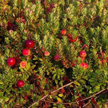 Vaccinium macrocarpon - 'Pilgrim' American Cranberry