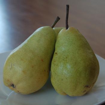 Pyrus communis - 'Bartlett' Pear