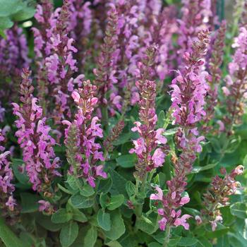 Salvia nemorosa - 'Sensation Deep Rose'