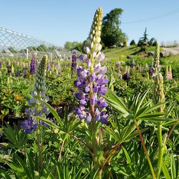 Lupinus polyphyllus - 'Gallery Blue' Lupine