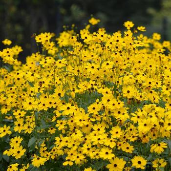 Coreopsis palustris (Swamp Tickseed) - 'Summer Sunshine'