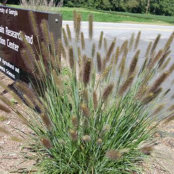 Pennisetum alopecuroides - 'Cayenne&trade;' Fountain Grass