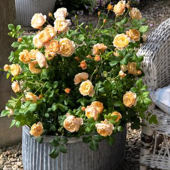 Rosa - 'Roald Dahl' David Austin Rose