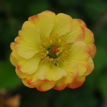 Geum - Cocktails&trade; 'Tequila Sunrise'
