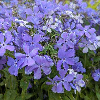 Phlox divaricata - 'Blue Moon' Woodland Phlox