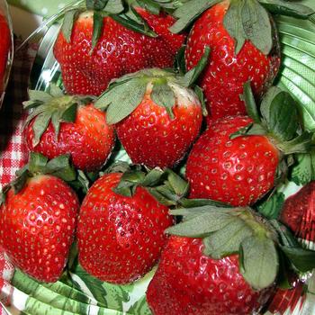 Fragaria ananassa - 'Allstar' Strawberry