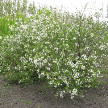 Prunus fruticosa x cerasus - 'Carmine Jewel&trade;' Dwarf Cherry Tree