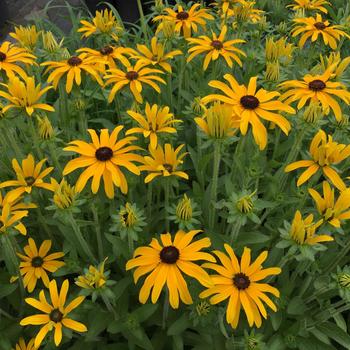 Rudbeckia - 'Glitters Like Gold' Black-Eyed Susan