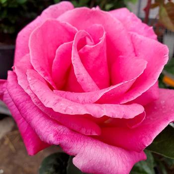 Rosa - 'Perfume Delight&trade;' Hybrid Tea Rose