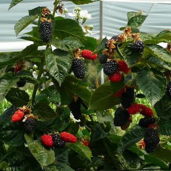 Rubus (Blackberry) - Prime-Ark&reg; 'Freedom'