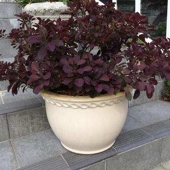 Cotinus coggygria - 'Velveteeny&trade;' Purple Smokebush