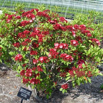 Kalmia latifolia - 'Raspberry Glow' Mountain Laurel