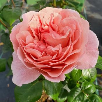Rosa - 'Strawberry Hill' Climbing Rose