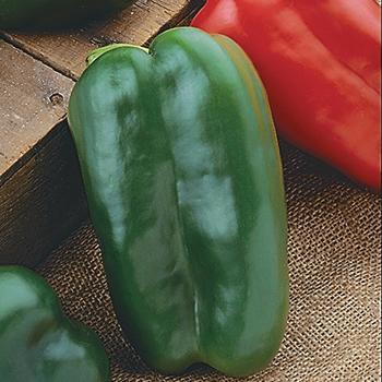 Capsicum annuum - 'Big Bertha' Sweet Bell Pepper