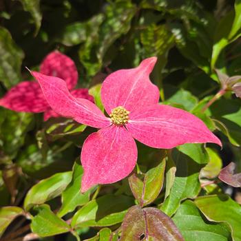 Cornus kousa - Scarlet Fire&reg; Dogwood