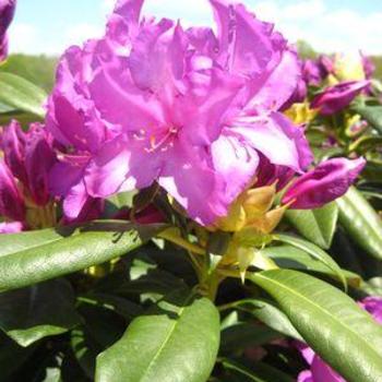 Rhododendron - 'Purple Passion'