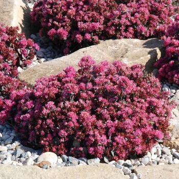 Sedum (Stonecrop) - Sunsparkler&reg; 'Blue Elf'